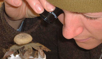 Private Eye employee inspecting earthstar fungus using jeweler's loupe