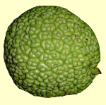 Osage orange fruit